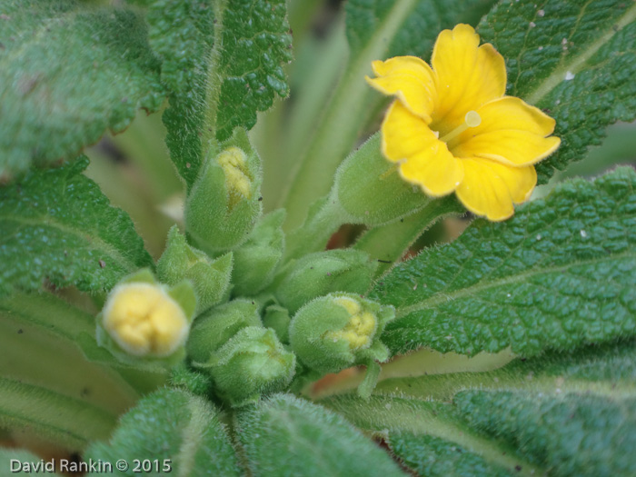 <i>Primula bullata var. bracteata </i>