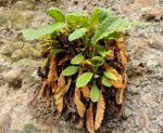 <i>Primula bullata var. bracteata </i>