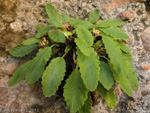 <i>Primula bullata var. bracteata </i>