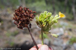 <i>Primula bullata var. delavayi </i>