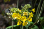 <i>Primula bullata var. delavayi </i>