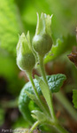 <i>Primula bullata var. bracteata </i>