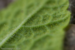 <i>Primula bullata var. bracteata </i>