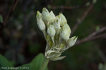 <i>Primula bullata var. bullata </i>