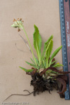 <i>Primula bullata var. bullata </i>