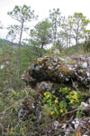 <i>Primula bullata var. forrestii </i>