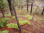 <i>Primula bullata var. forrestii </i>