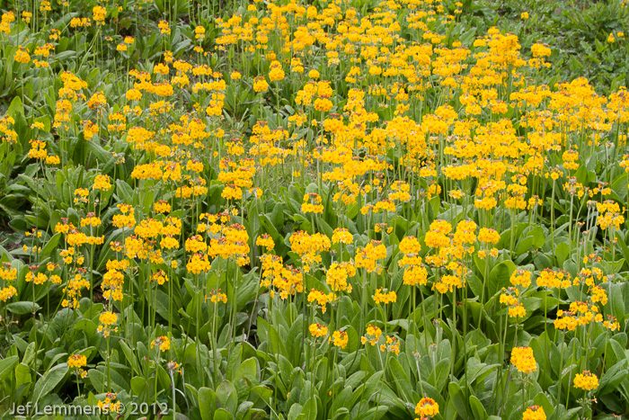 <i>Primula bulleyana </i>