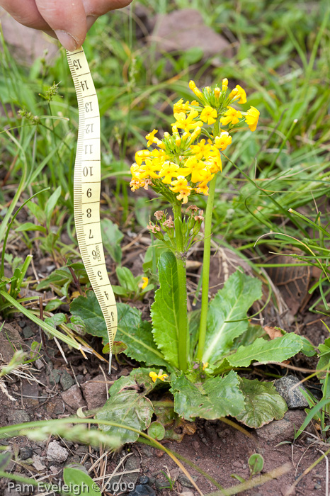 <i>Hybrid P. bulleyana X P. aurantiaca ? </i>