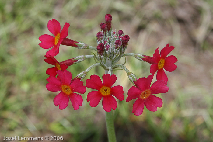 <i>Hybrid P. bulleyana X P. beesiana </i>