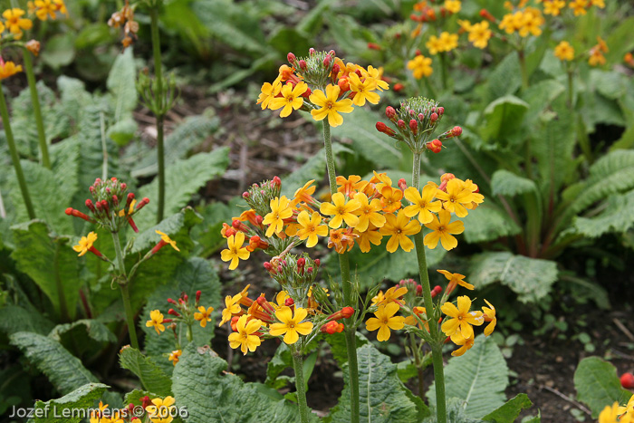 <i>Primula bulleyana </i>