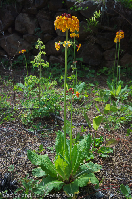 <i>Primula bulleyana </i>