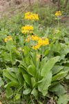 <i>Primula bulleyana </i>