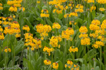 <i>Primula bulleyana </i>