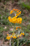 <i>Primula bulleyana </i>