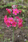 <i>Hybrid P. bulleyana X P. beesiana </i>