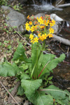 <i>Primula bulleyana </i>