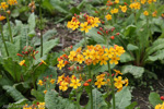<i>Primula bulleyana </i>