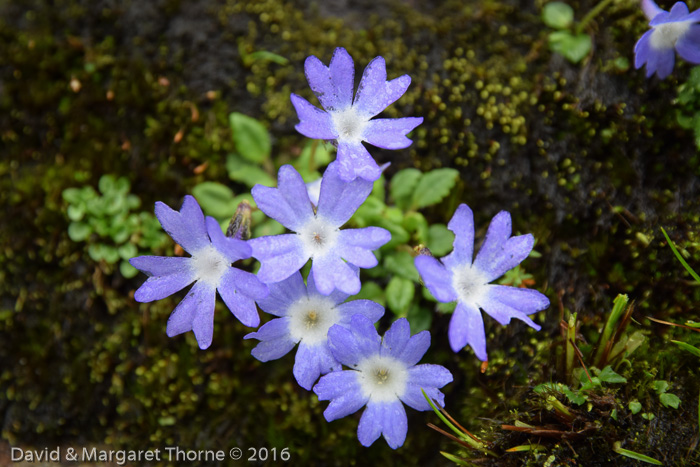 <i>Primula buryana var. purpurea </i>