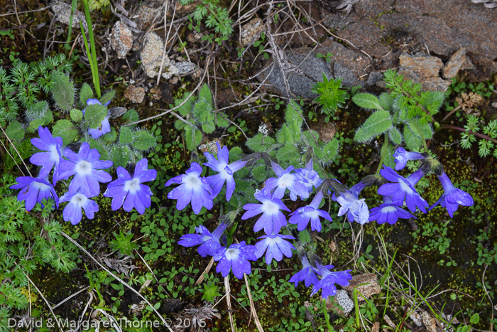 <i>Primula buryana var. purpurea </i>