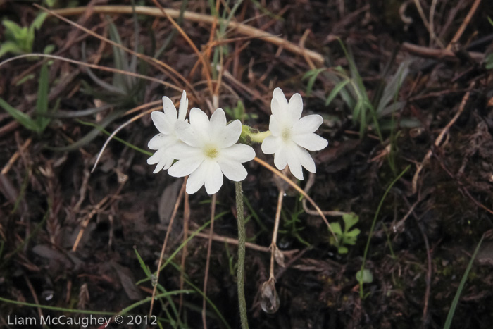 <i>Primula buryana </i>