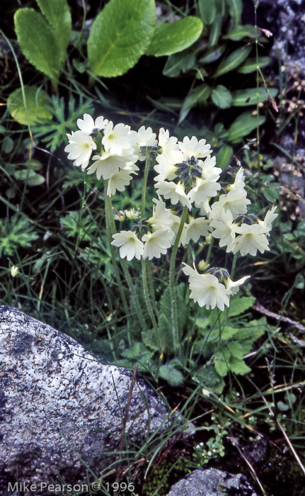 <i>Primula buryana </i>