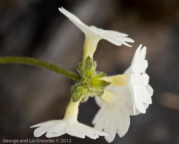 <i>Primula buryana </i>