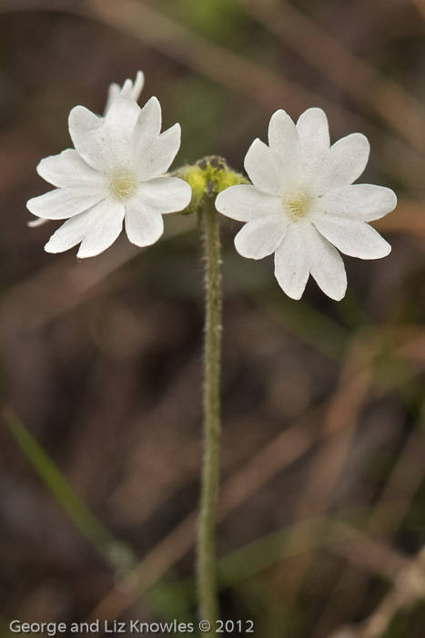 <i>Primula buryana </i>