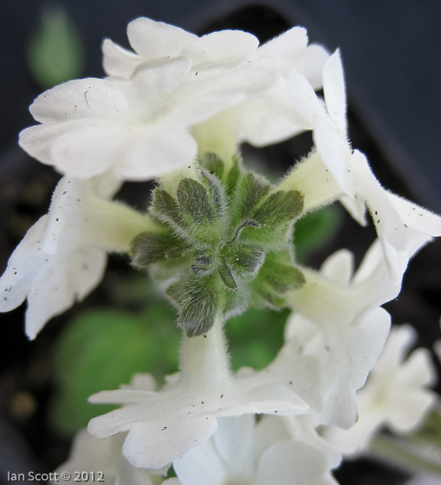 <i>Primula buryana </i>