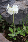 <i>Primula buryana </i>