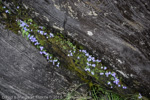 <i>Primula buryana var. purpurea </i>