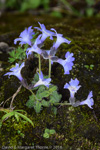 <i>Primula buryana var. purpurea </i>