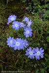 <i>Primula buryana var. purpurea </i>