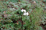 <i>Primula buryana </i>