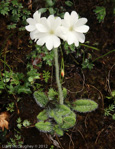 <i>Primula buryana </i>