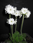 <i>Primula buryana </i>