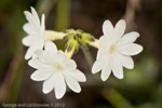 <i>Primula buryana </i>