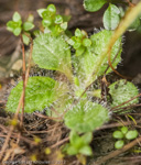 <i>Primula buryana </i>