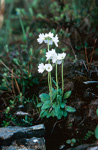 <i>Primula buryana </i>