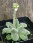 <i>Primula buryana </i>