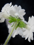 <i>Primula buryana </i>