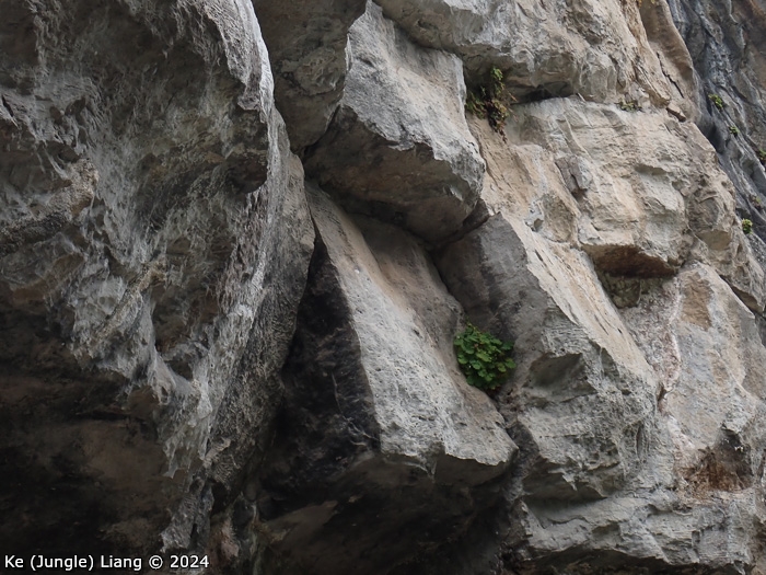 <i>Primula calciphila </i>