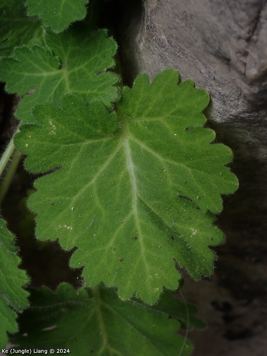 <i>Primula calciphila </i>