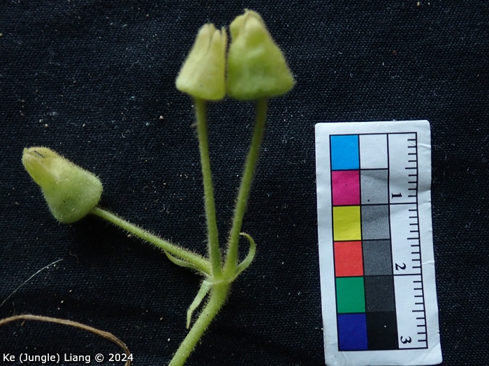 <i>Primula calciphila </i>