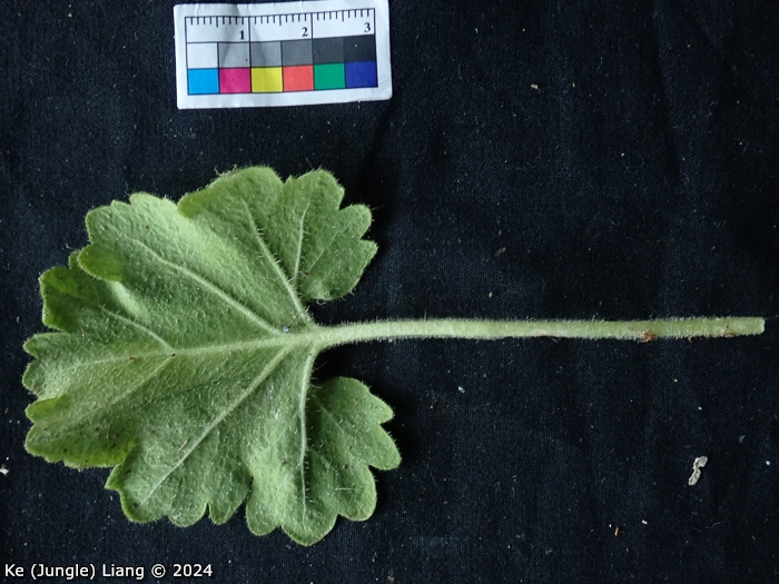 <i>Primula calciphila </i>