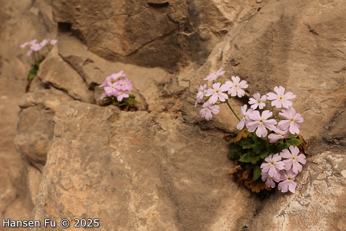 <i>Primula calciphila </i>