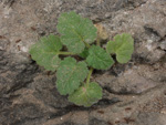<i>Primula calciphila </i>