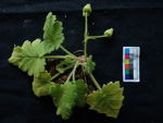<i>Primula calciphila </i>