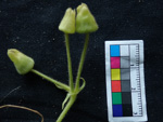<i>Primula calciphila </i>