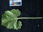 <i>Primula calciphila </i>